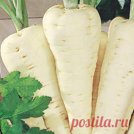 Ядрёный корень против осенних болезней