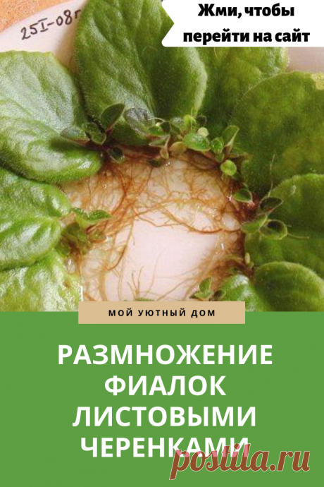 Способы размножения фиалок