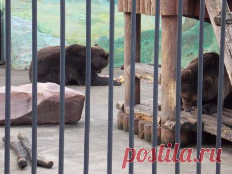 Кормление медведей.