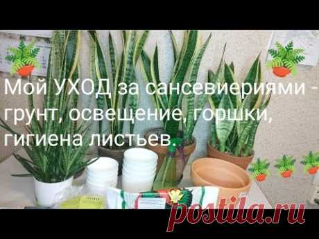 Мой УХОД за сансевиериями - грунт, освещение, горшки, гигиена листьев #сансевиерия #sansevieria