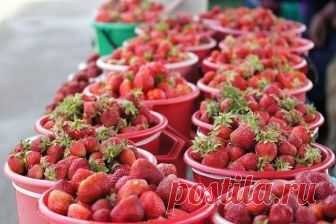 Шикарный урожай клубники