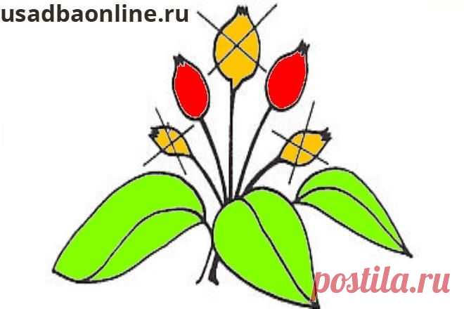 Периодичность плодоношения – что это и как с этим бороться | Садовод (Усадьба)
