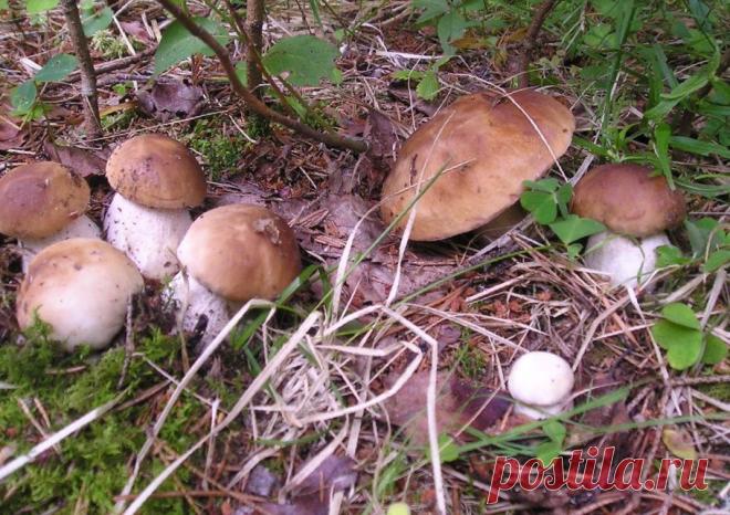 Радость любого грибника найти такую семейку