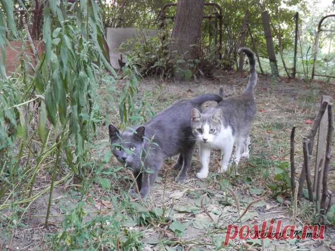 Мы с котярой ходим парой. Дело было летом (вторая часть) - фотогалерея - А теперь медленно, осторожно подходим ближе. Братья – разбойники. Вон еще наши идут. Здорово, котаны! Выходи я вижу, где ты спрятался. Понагородили тут. Разрешите поинтересоваться, а вы к кому? Так вам не по этой дороге, вам вон туда...