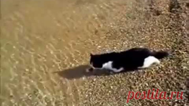 ПЕРВЫЙ РАЗ ТАКОЕ ВИЖУ  ПРОСТО ОБАЛДЕТЬ!!