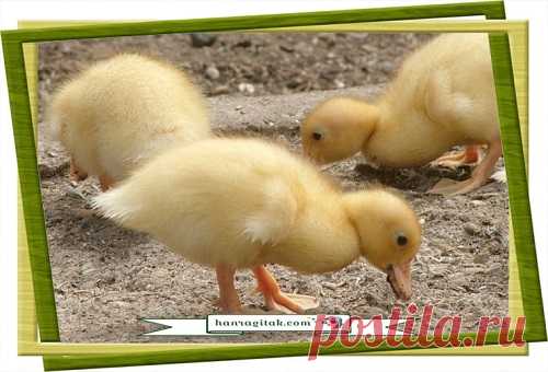 Սագ 
Սագիկ-սագիկ, իմ սիրունիկ,
Ես քեզ կտամ քաղցր կուտիկ,
ՀԱՆՐԱԳԻՏԱԿ