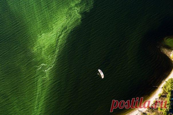 «Над нефритовыми волнами». Большое скопление зелёных водорослей придает воде Жигулевского моря (самое крупное на Волге водохранилище) нереальные оттенки цветов. Автор фото – Роман Козвонин: nat-geo.ru/photo/user/298845/