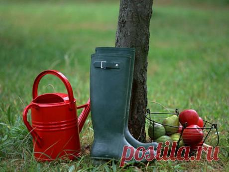 Подготовка яблони к зиме осенью  Плодовые деревья требуют особой подготовки перед зимними холодами, ведь мороз может навсегда уничтожить их. Чтобы защитить деревья, необходимо знать, что собой представляет подготовка яблонь к зиме. Именно этому вопросу посвящена данная статья, изучив которою никому не составит труда выполнить нужные процедуры со своим садом. Содержимое1 Подготовительные мероприятия 2 Очистка коры и уборка участка 3 Закалка … Читать далее «Уход за яблоней о...