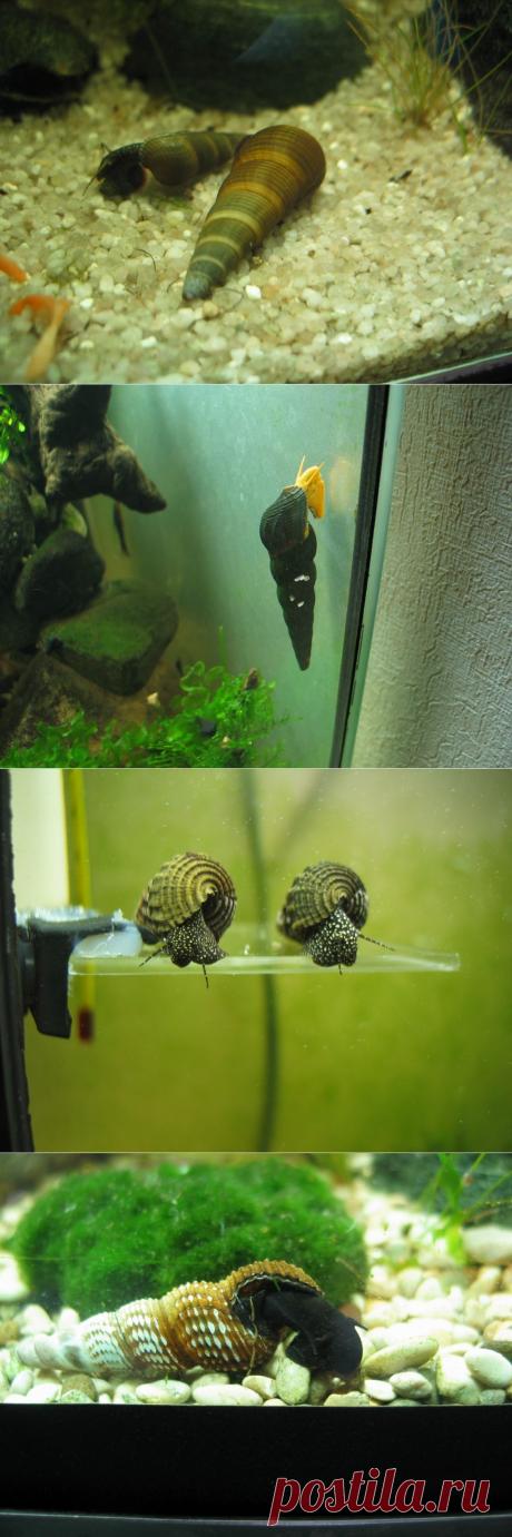 Тиломелании — Aquashrimps.ru