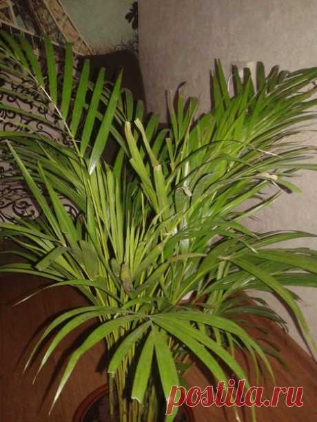 начали подсыхать листья! что делать??????