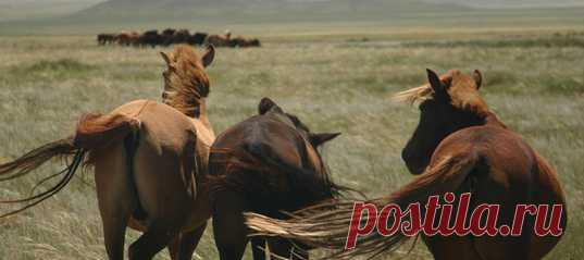 Монгольская лошадь — одна из древнейших пород лошадей. Теперь ученые исследовали геномы этих скакунов, добытые в жертвенниках культуры херексуров и оленных камней и захоронении хунну. Оказалось, что древние монгольские кони очень близки некоторым современным породам.