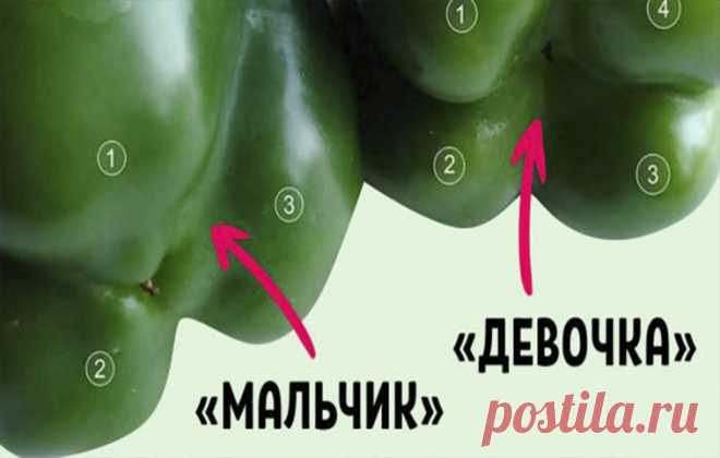 Покупай болгарский перец по этому признаку — и не прогадаешь! Совершенно разный вкус. Болгарский перец — кладезь витамина С. Даже цитрусовые и смородина ему не конкуренты. Да и салаты и другие блюда он дополняет самым лучшим образом. Кроме того, употребление сладкого перца способствует хорошему метаболизму и пищеварению. Но