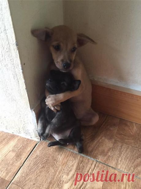 Беспризорные щенки не перестают обниматься, потому что их спасли.