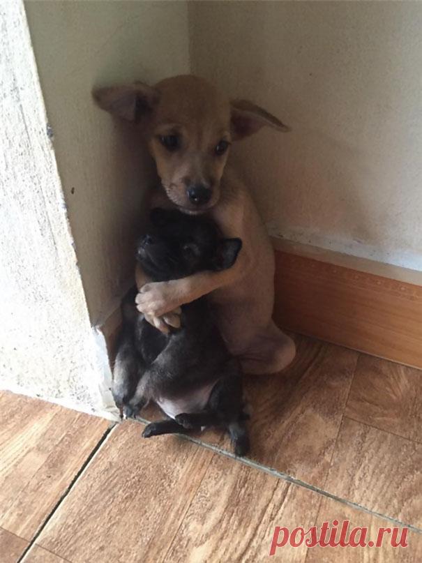 Беспризорные щенки не перестают обниматься, потому что их спасли.