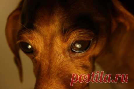 В Омске около трех недель такса страдала от ожогов кислотой | Все о наших питомцах