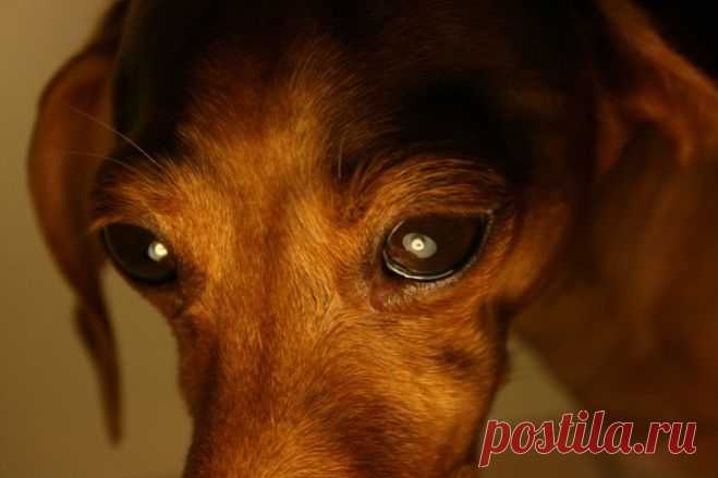 В Омске около трех недель такса страдала от ожогов кислотой | Все о наших питомцах