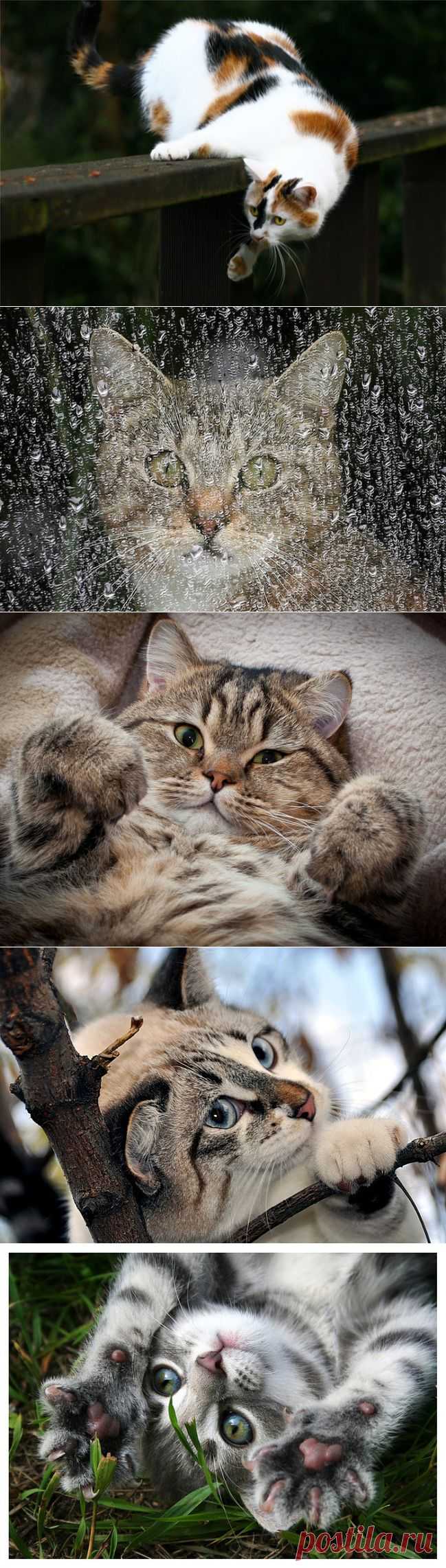 Мне нужна такая кошка!