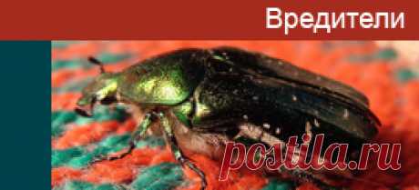Вредители - фото насекомых, описание, энциклопедия. Какой вред наносят вредители сельскому хозяйству.