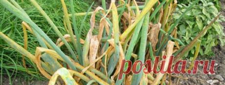 Что делать если лук желтеет: чем полить и подкормить, покупные удобрения и народные средства от желтизны