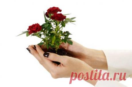 комнатные,садовые растения | Записи в рубрике комнатные,садовые растения | Вдохновлялочка Марриэтты