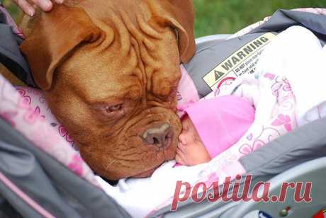 Дети и собаки / Питомцы