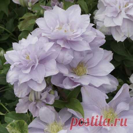 Клематис (сорт 'BELLISSIMA') раннецветущий