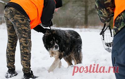 В Коми завели дело о халатности при отлове бродячих собак. По данным следствия, с 2024 года в администрацию муниципального округа неоднократно поступали обращения жителей об увеличении популяции бездомных собак и их агрессивном поведении