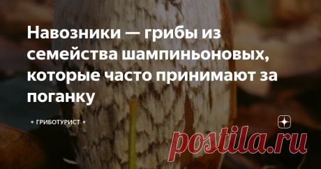 Навозники — грибы из семейства шампиньоновых, которые часто принимают за поганку Грибы навозники помогают отвадить мужчин от пагубной привычки.