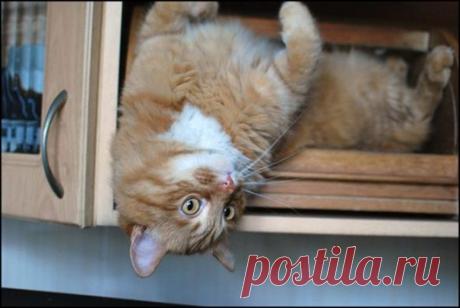 война с котом