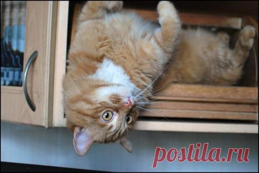 война с котом