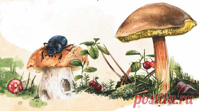 Каждый из нас хотя бы однажды собирал грибы в лесу и с детства помнит об опасности мухоморов и поганок. Но мало кто знает, насколько удивительны и загадочны эти маленькие существа в шляпках. И, кстати, они обитают не только в лесу, они повсюду. Михаил Вишневский — ученый-миколог и человек, влюбленный в грибы, раскрывает все грибные тайны и рассказывает невероятные истории в своей книге «Грибы». Эта книга поможет разобраться в этом сложном вопросе даже маленьким детям. Рассказываем о ней…