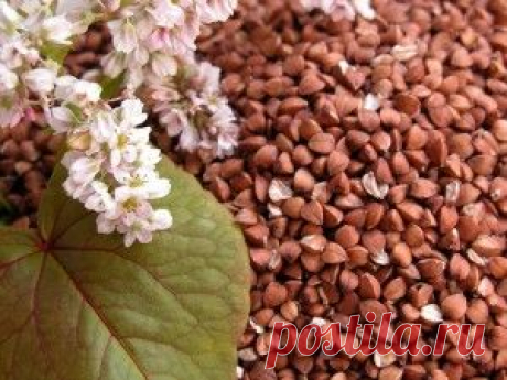 Очищение сосудов и кишечника гречневым киселем