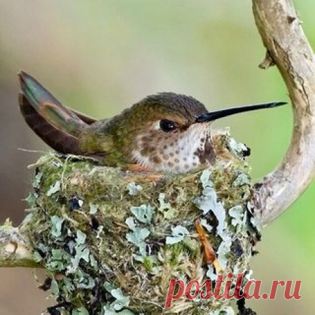 Photo by Regina Rocha Lima on January 19, 2021. May be an image of bird and nature.