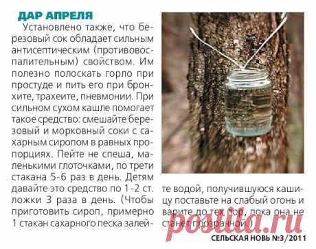 Лечение кашля березовым соком