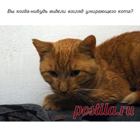 История одного доброго кота | Удивительный мир