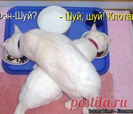 Пятничная котоматрица