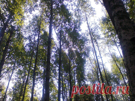 небо в лесу