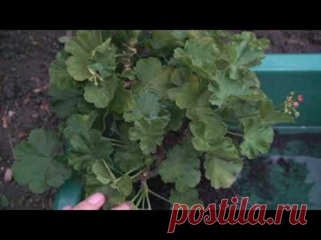 Выращивание пеларгоний в грунте. Выкапываю. Выводы.