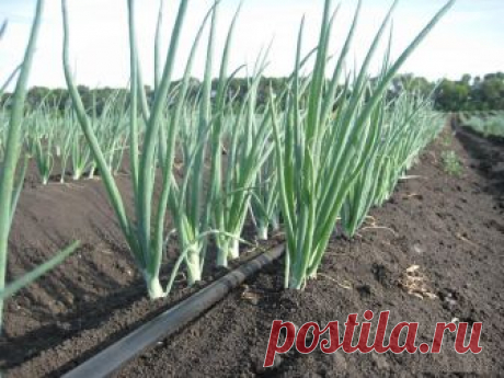 Нашатырный спирт: борьба с луковой мухой и мучнистой росой Подробная инструкция приготовления раствора с нашатырем для борьбы с луковой мухой и мучнистой росой. Пропорция использования.
