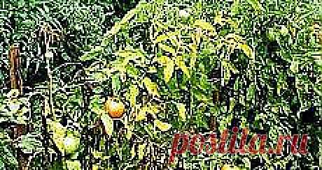 Мои подписки | Постила.ru