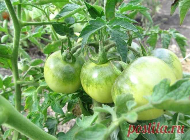 Дозаривание томатов: почему они не сладкие, безвкусные - и что делать, чтобы стали вкуснее.