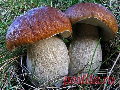 Топ-10 Самые полезные продукты для здоровья, красоты и долгой жизни.