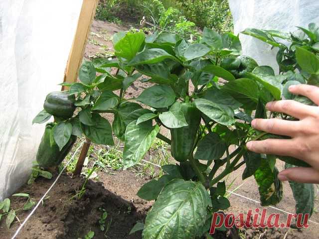 ПЕРЕЦ СОРТ ТРИТОН

Перец Тритон относится к категории сверхранних. Он отличается высокой устойчивость к капризам погоды, которые часто случаются в условиях Подмосковья. Помимо этого, растения данного сорта прекрасно адаптировались к условиям юга Сибири. 

Выращивают перец Тритон в условиях открытой высадки в грунт, а земледельцы северных регионов смогли добиться рекордных показателей урожайности, которые практически не уступают южным сортам. Только с одного куста можно сня...