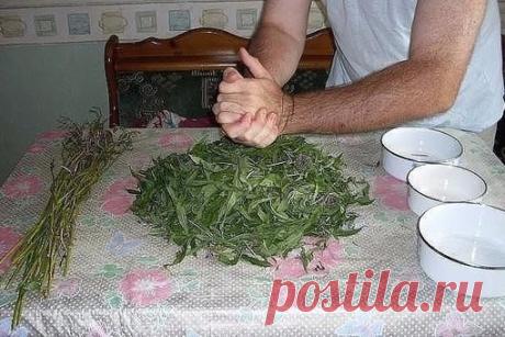 ЗАГОТОВКА ИВАН - ЧАЯ. Личный опыт из поселения.

Где-то прочитал информацию, что в 19 веке Копорский чай или Иван-чай поставлялся русскими купцами на экспорт в Европу в огромных количествах и очень высоко в Европе ценился. Да и наши пра-прадедушки и прабабушки сидя за столом с самоваром, наверняка пили не черный индийский, а этот замечательный, исконно русский чай. Захотелось возродить традицию приготовления Копорского чая, и вот, решив попробовать приготовить чай своими р...