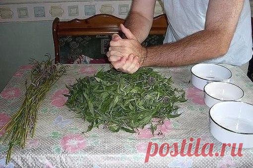 ЗАГОТОВКА ИВАН - ЧАЯ. Личный опыт из поселения.

Где-то прочитал информацию, что в 19 веке Копорский чай или Иван-чай поставлялся русскими купцами на экспорт в Европу в огромных количествах и очень высоко в Европе ценился. Да и наши пра-прадедушки и прабабушки сидя за столом с самоваром, наверняка пили не черный индийский, а этот замечательный, исконно русский чай. Захотелось возродить традицию приготовления Копорского чая, и вот, решив попробовать приготовить чай своими р...