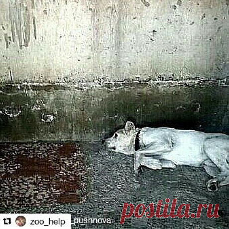 ・・・ 
БОЖЕ! СПАСИ НЕСЧАСТНЫХ, ПОДАРИ ЖИЗНЬ  
 @anastasia_pushnova 
ЭТУ СОБАЧКУ НА ДНЯХ УСЫПИЛИ В БОБРУЙСКОЙ УСЫПАЛКЕ... 
Бобруйская усыпалка - ещё одно АДСКОЕ МЕСТО в Белоруссии!!!! 
__________________ 
Сегодня написала девушке-волонтёру из группы помощи смертникам из Бобруйской усыпалки https://vk.com/club140921691 
@valeryia_canela 
(Скрины переписки приложила к публикации) 
__________________ 
В Бобруйской усыпалке всё очень плачевно!!! 
У волонтёров НЕТ СРЕДСТВ ДАЖЕ НА В...
