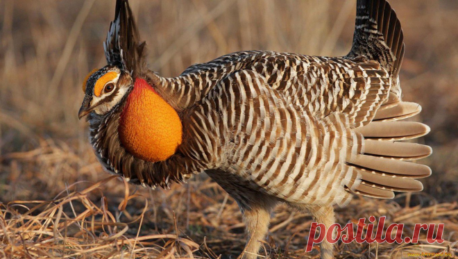 Обои Животные Куры, петухи, обои для рабочего стола, фотографии животные, куры, петухи Обои для рабочего стола, скачать обои картинки заставки на рабочий стол.