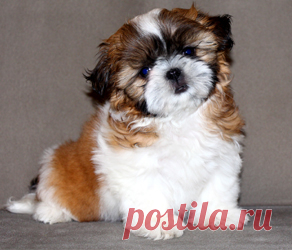Щенки ши-тцу - Купить щенка ши-тцу Москва - Питомник ши-тцу Москва - щенки ши-тцу