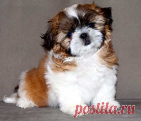 Щенки ши-тцу - Купить щенка ши-тцу Москва - Питомник ши-тцу Москва - щенки ши-тцу