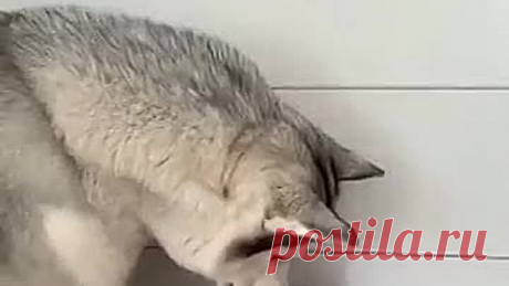 Самое милое видео за сегодня, оцените пожалуйста ♥️